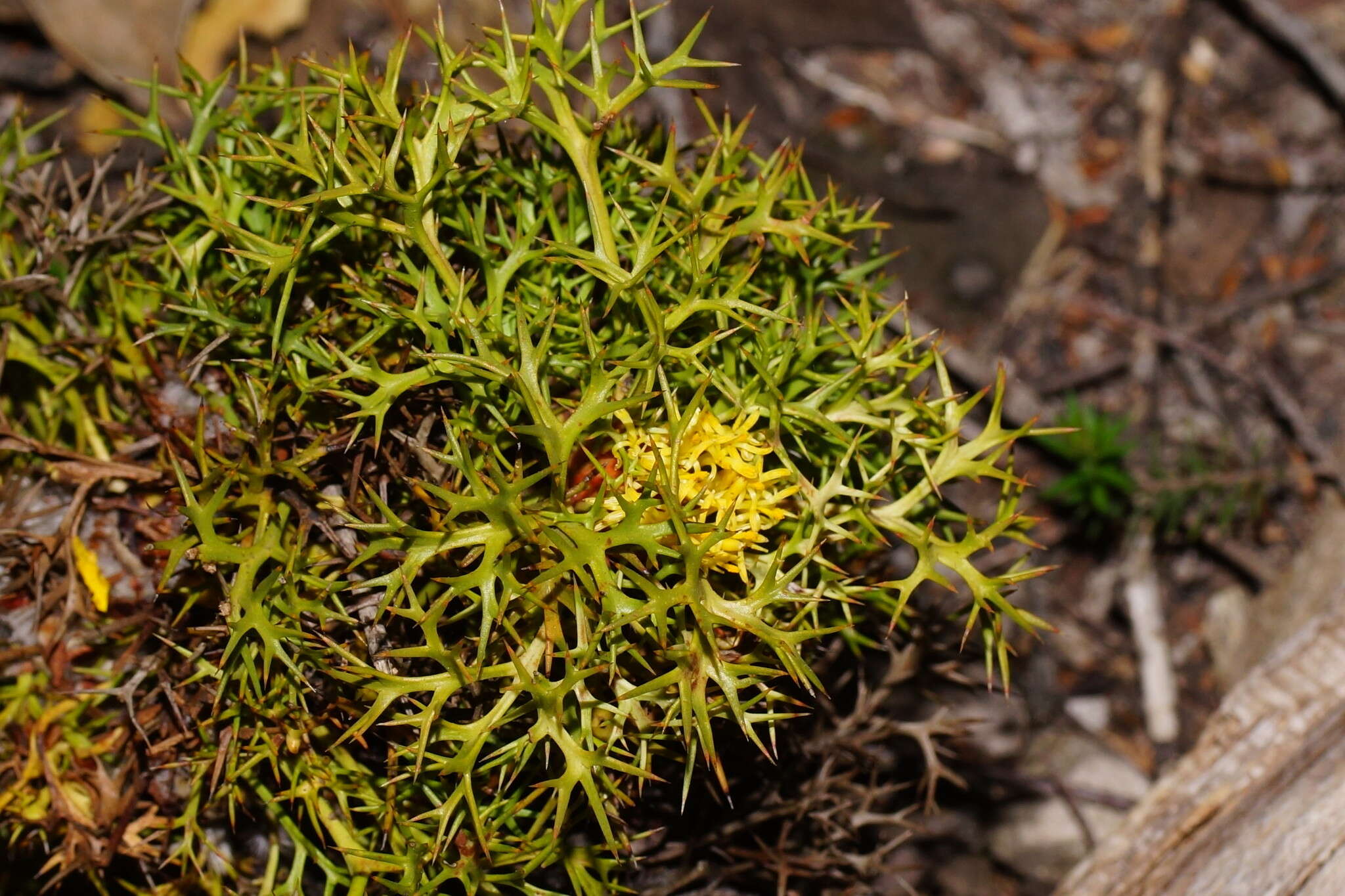 Imagem de Isopogon ceratophyllus R. Br.