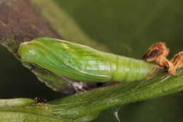 Image of bilberry emerald