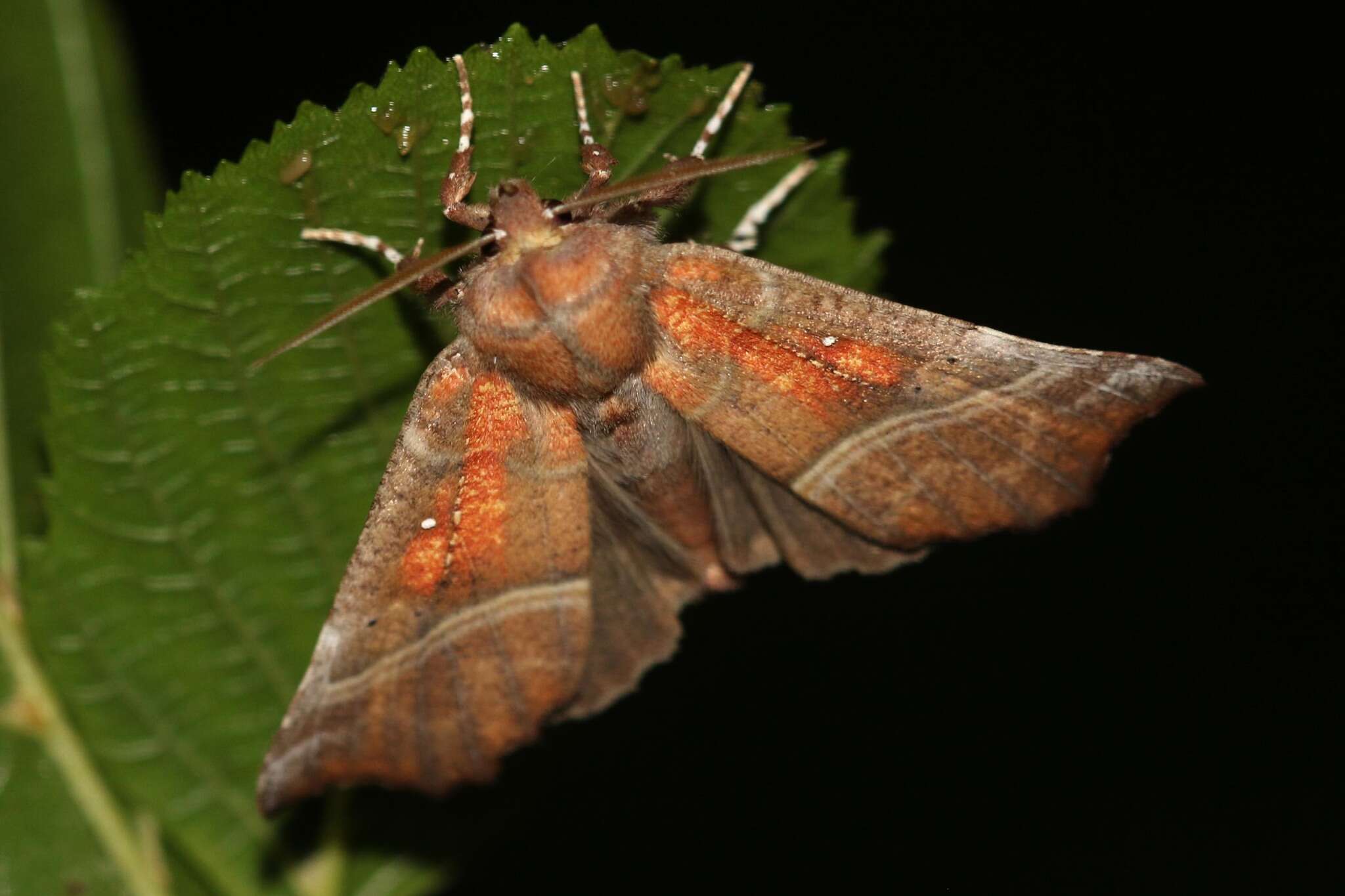 Imagem de Scoliopteryx Germar 1810