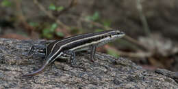 Image of African Five-lined Skink