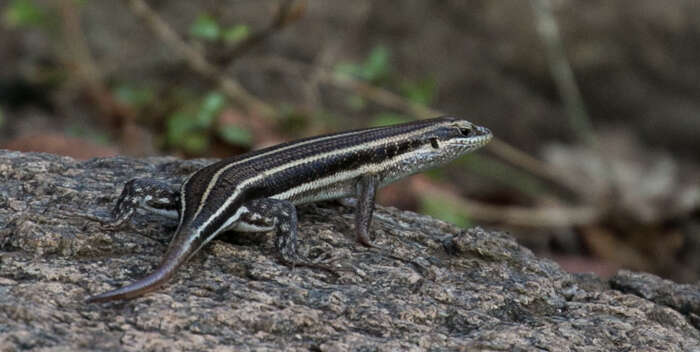 Image of African Five-lined Skink