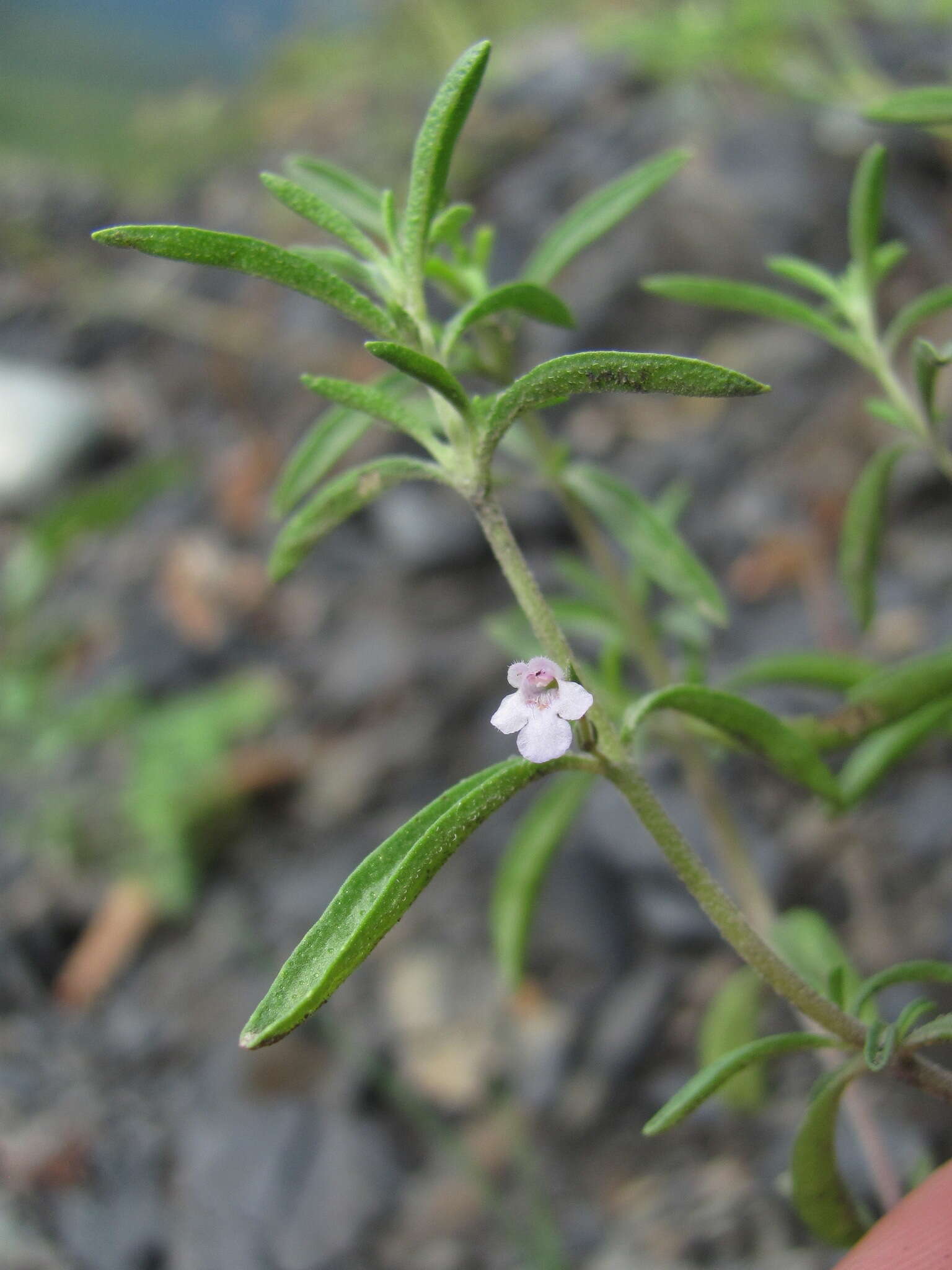 Image of summer savory