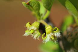 Image of Ximenia caffra Sond.