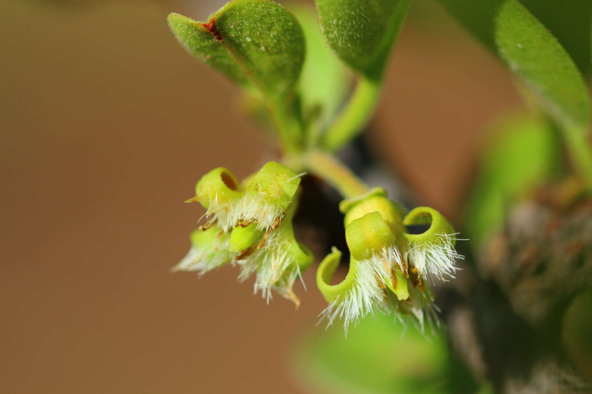 Image of Ximenia caffra Sond.