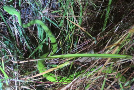 Image of White-lipped island pitviper