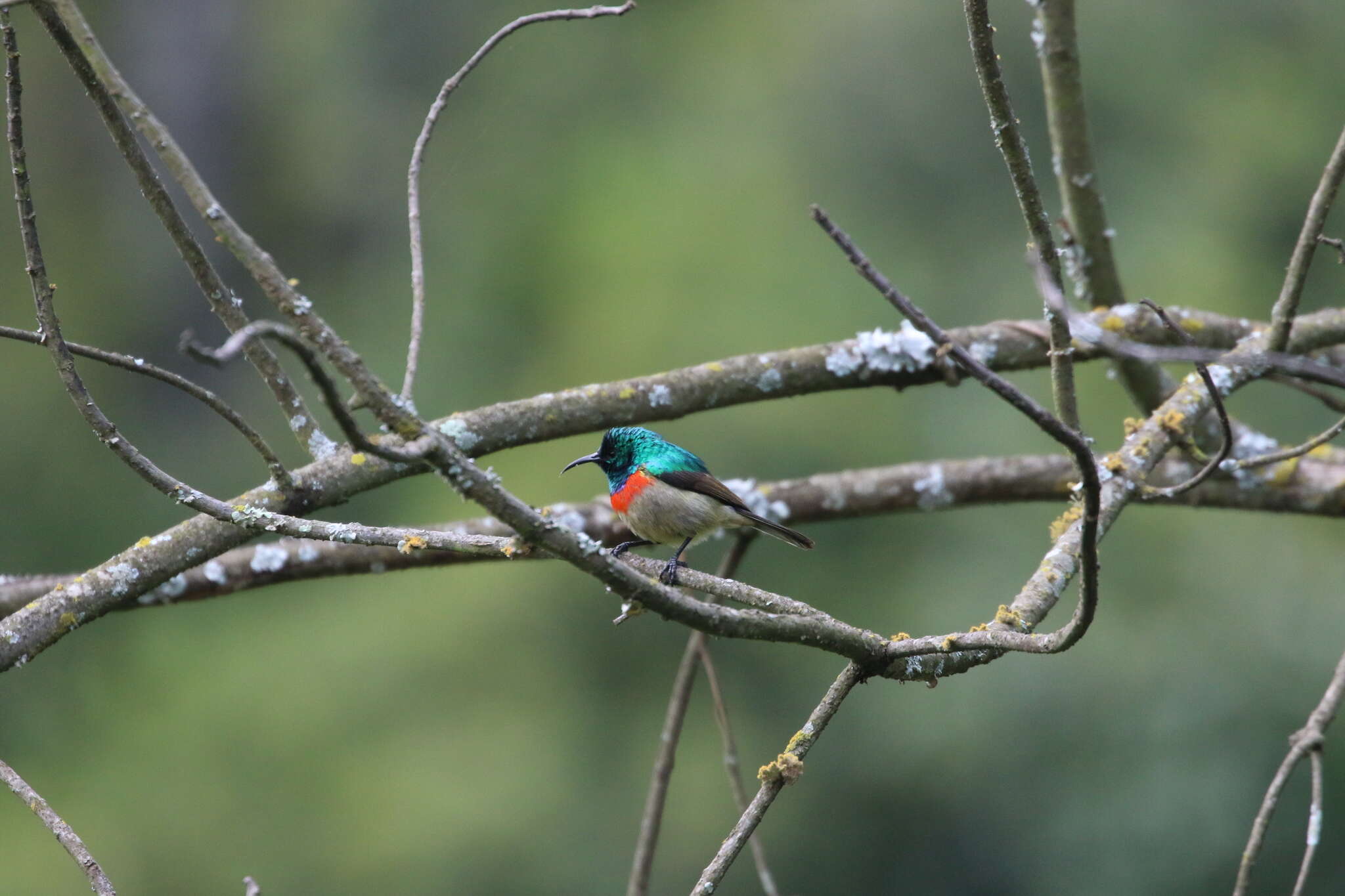 Image of Eastern Double-collared Sunbird