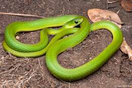 Image of Green Water Snake