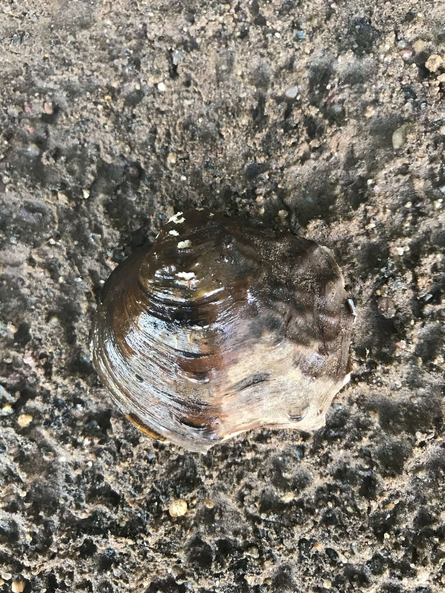 Image of Rough Maple Leaf Pearly Mussel