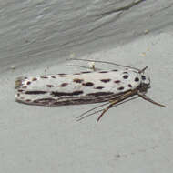 Image of Zeller's Ethmia Moth