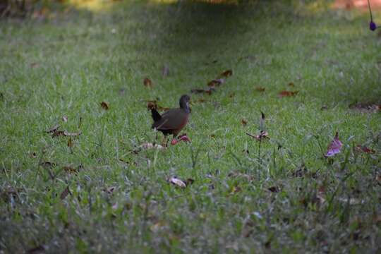 Image of grey-necked wood rail