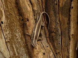 Image of Trachylepis striata (Peters 1844)