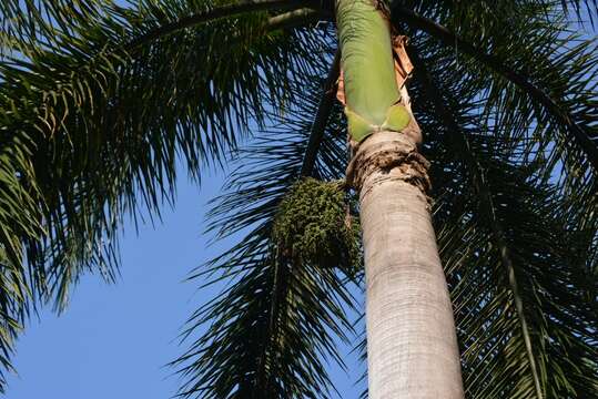 Image of Cuban Royal Palm