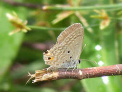 صورة Euchrysops malathana (Boisduval 1833)