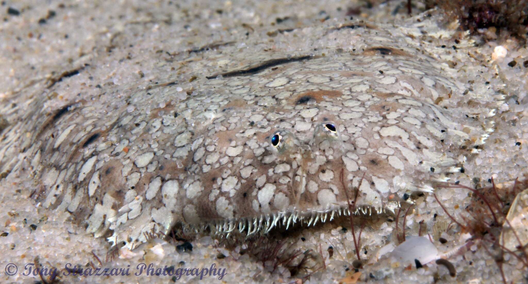 Image of Southern peacock sole