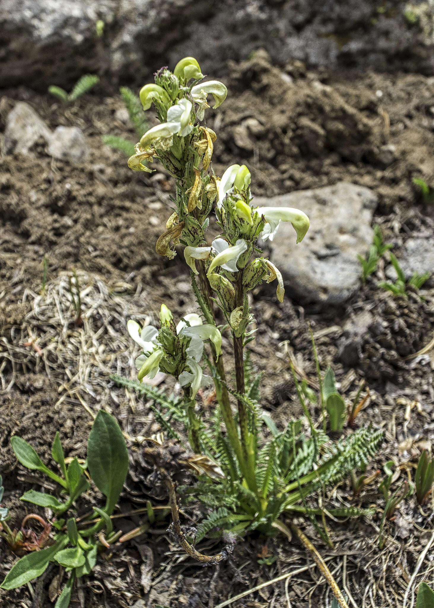 Image de Pedicularis parryi subsp. parryi