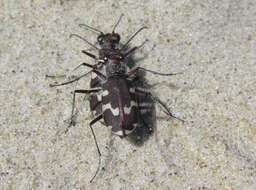 Image of Dune tiger beetle