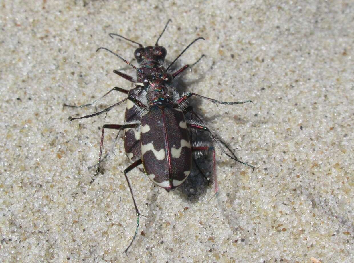 Image of Dune tiger beetle