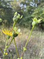 Image of tansy rosinweed