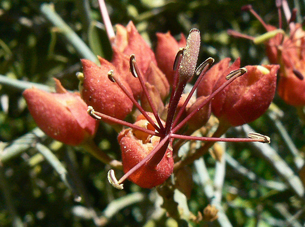 Imagem de Cadaba aphylla (Thunb.) Wild