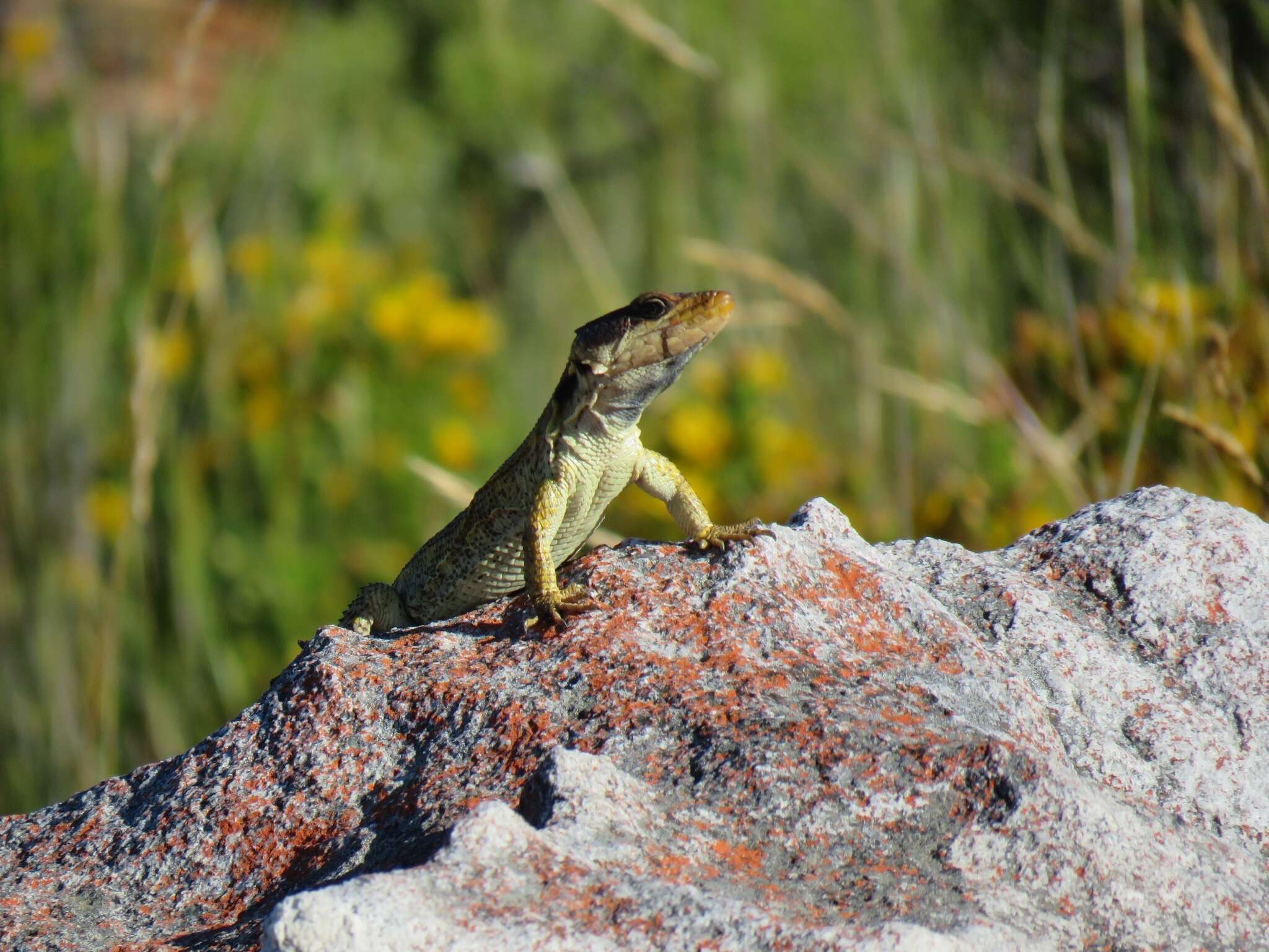 Image de Lézard des rochers