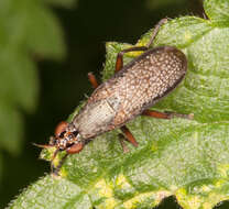 Image of Coremacera marginata (Fabricius 1775)