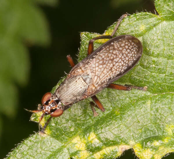 Image of Coremacera marginata (Fabricius 1775)