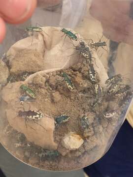 Image de Cicindela (Cicindelidia) willistoni sulfontis Rumpp 1977