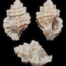 Image of Favartia garrettii (Pease 1868)