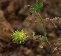 Imagem de Medicago constricta Durieu