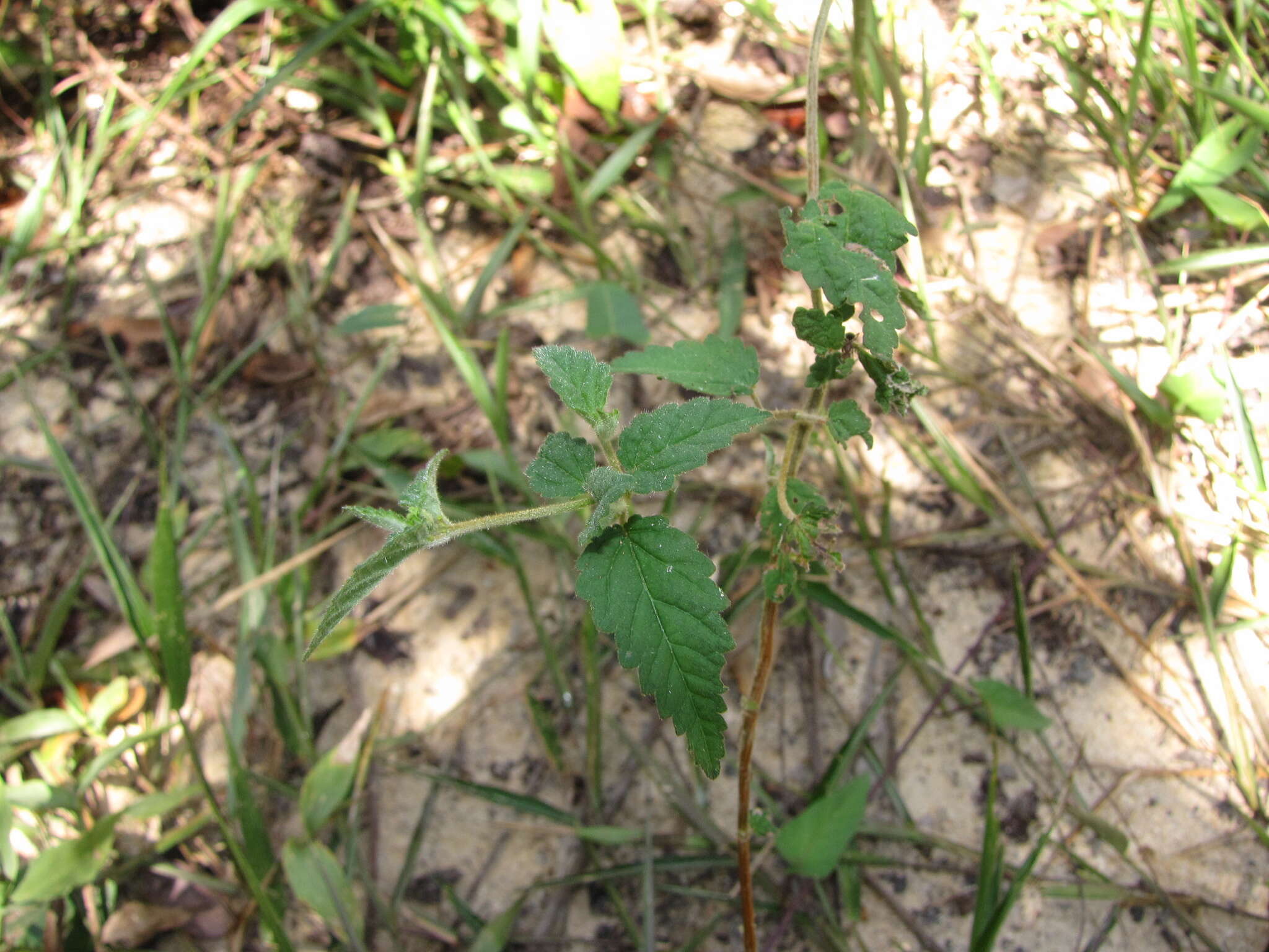 Image of roadside croton