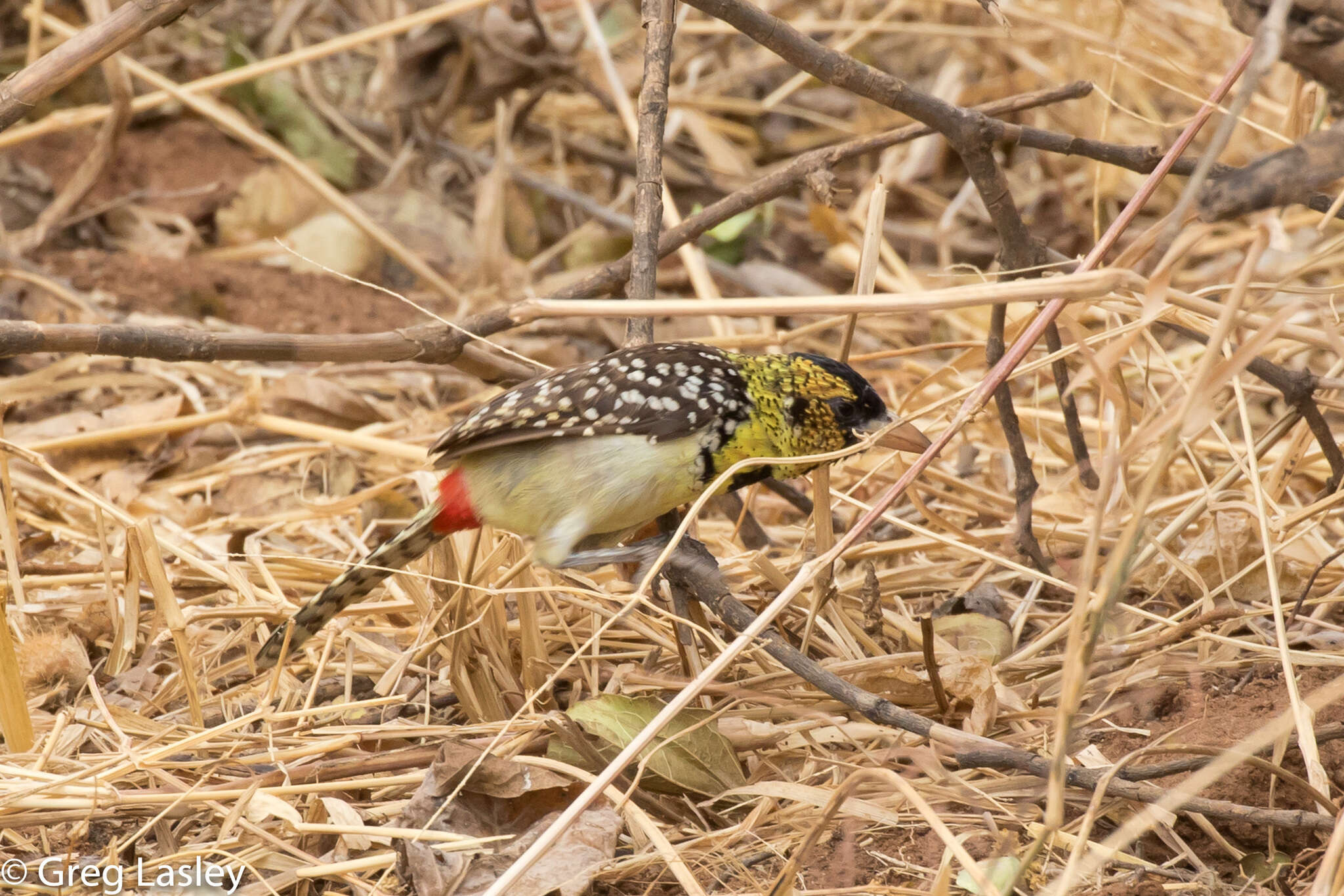 Image of D'Arnaud's Barbet