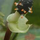 Image of Anthurium llanense Croat