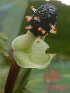 Image of Anthurium llanense Croat