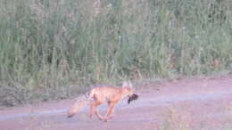 Image of Corsac Fox