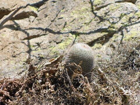 Mammillaria rhodantha subsp. mccartenii D. R. Hunt的圖片