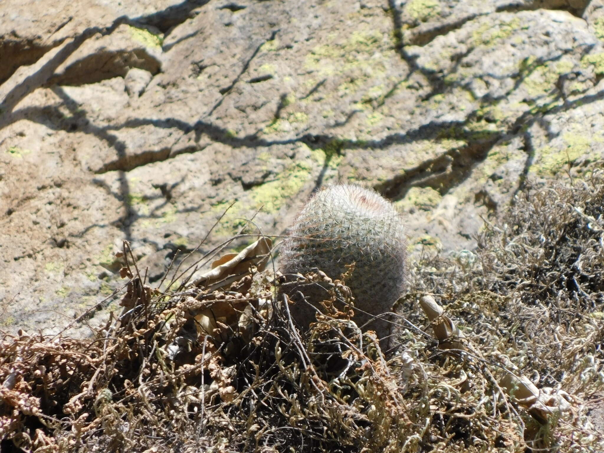 Image of Mammillaria rhodantha subsp. mccartenii D. R. Hunt