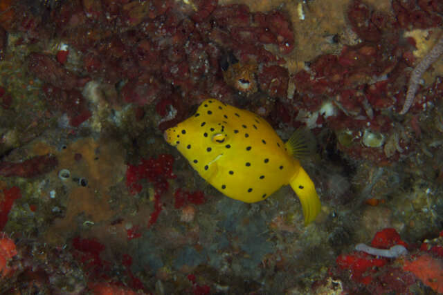 Image of Yellow boxfish