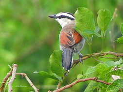 Image of Brown-crowned Tchagra