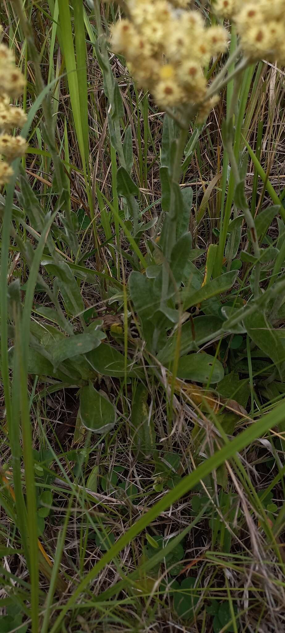 Sivun Helichrysum appendiculatum (L. fil.) Less. kuva