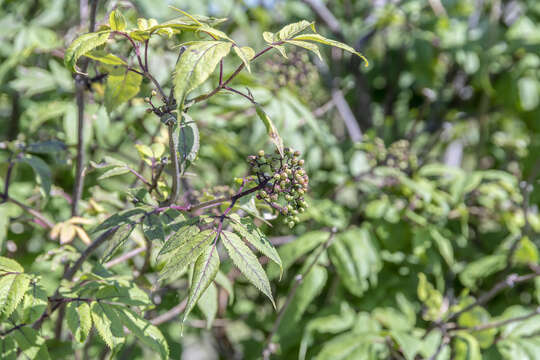 Plancia ëd <i>Sambucus sibirica</i>