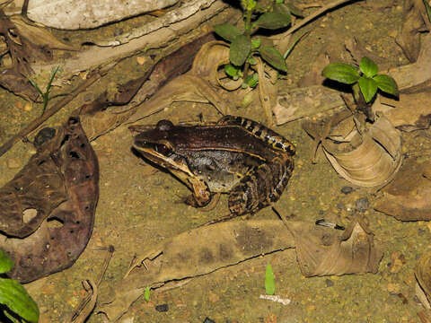 Image of Leptodactylus notoaktites Heyer 1978