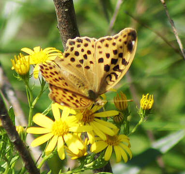 Слика од Argynnis anadyomene Felder 1861