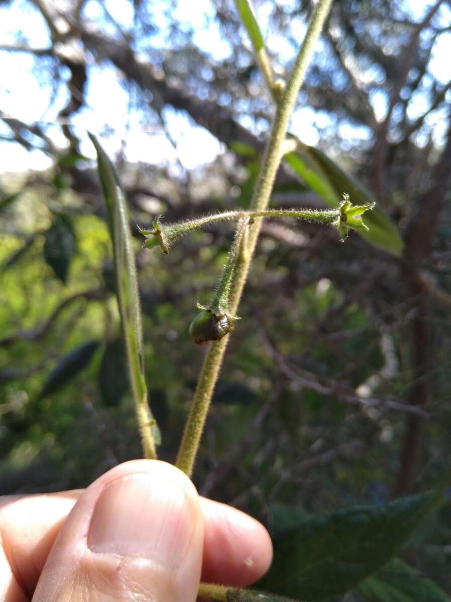 Image de Solanum stelligerum Sm.