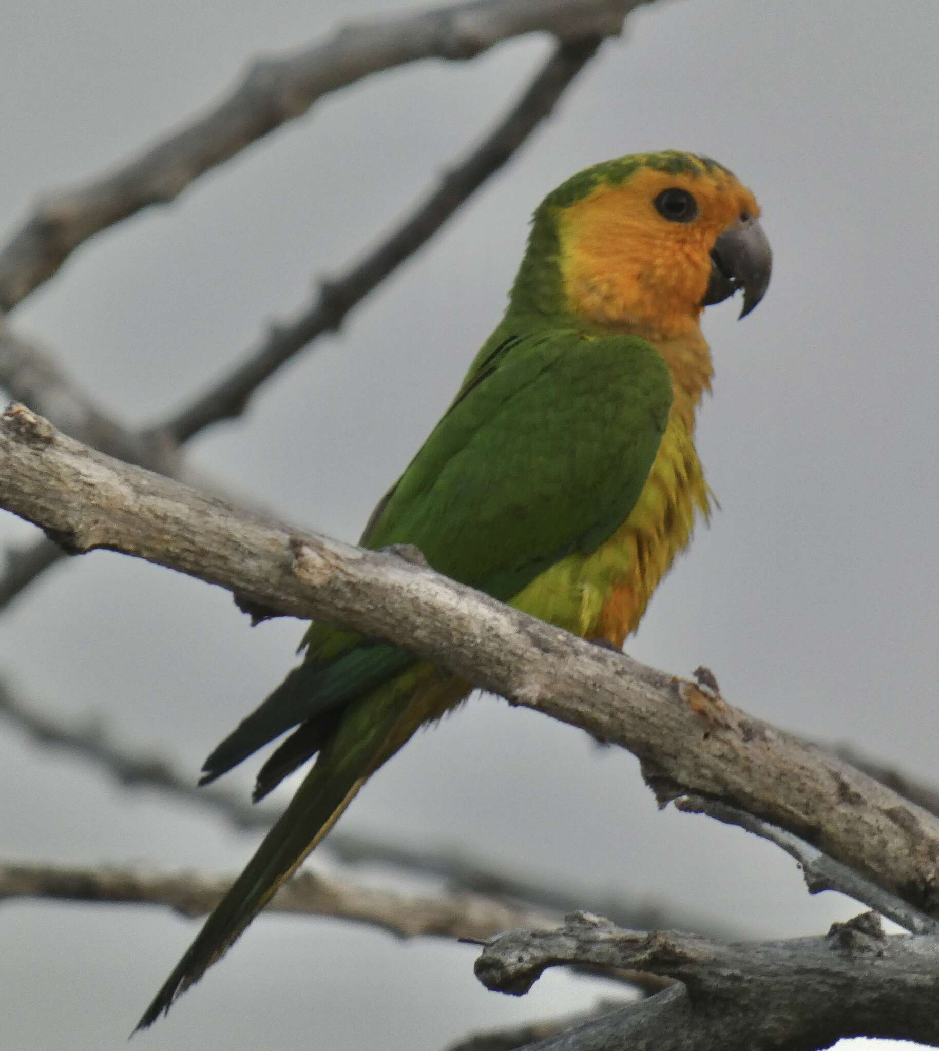 Image of Eupsittula pertinax xanthogenia (Bonaparte 1850)