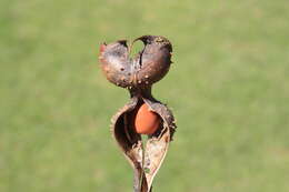 Image de Erythrina acanthocarpa E. Mey.