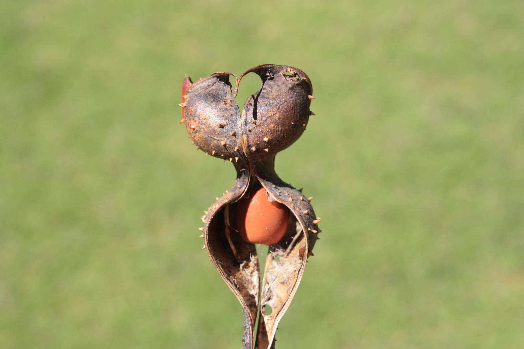 Image de Erythrina acanthocarpa E. Mey.