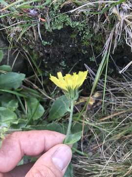 Image of Hieracium amplexicaule L.