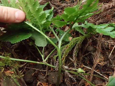 Image of Sceptridium japonicum (Prantl) Lyon