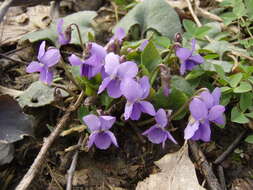 Image of Viola alba subsp. dehnhardtii (Ten.) W. Becker