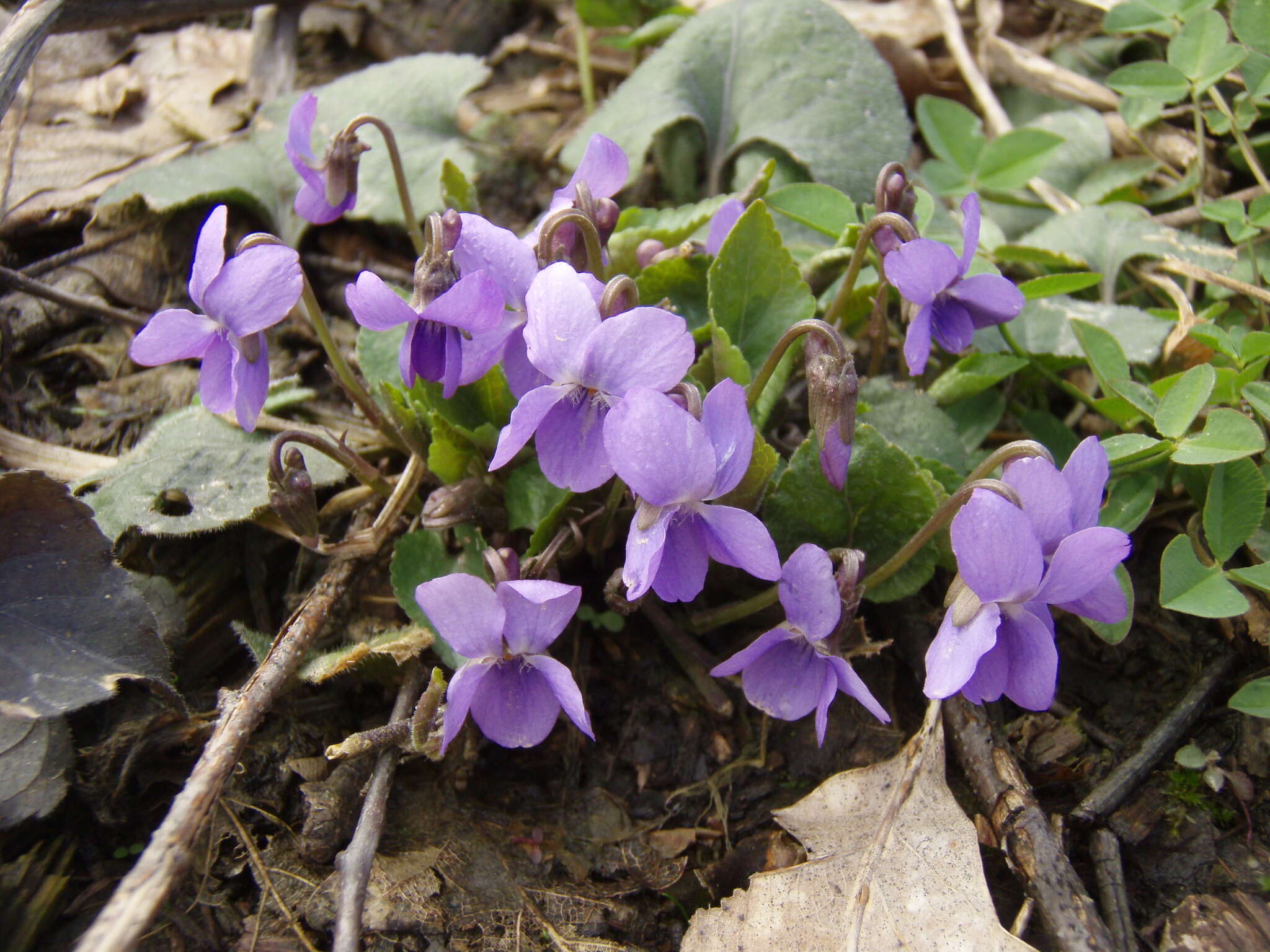 Imagem de Viola alba subsp. dehnhardtii (Ten.) W. Becker